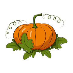 Pumpkin with leaves. Orange vegetable. Harvest Festival. Autumn harvest.
