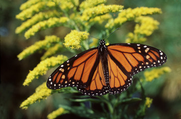 Fototapeta premium monarch butterfly on Yellow flower