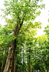 Image of big green teak tree Uttaradit province Thailand