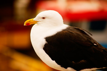 Gaviota descansando de su vuelo