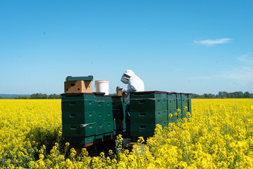 Überprüfen und Entnahme von Honigwaben aus Bienenkästen durch einen Imker