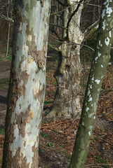 Trees in a Park - Woodland trees in a pattern by a path in an outdoor park.
