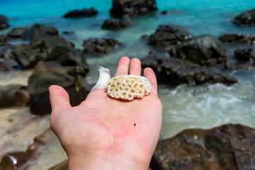 dead coral on hand
