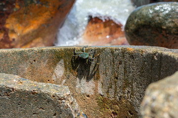 green crab on the rock
