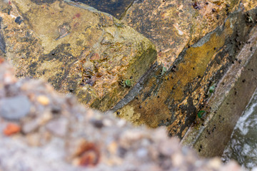 green crab on rock