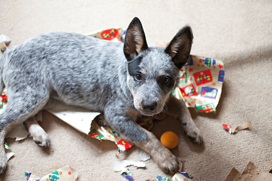 Cute Blue Heeler puppy at Christmas chewing presents, paper and a bauble