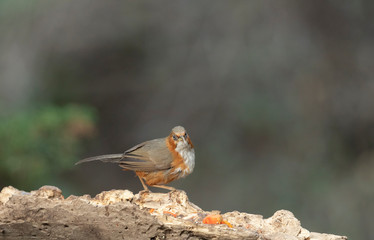 Rusty-cheeked Schimiter Babbler seen near Sattal,Uttrakhand,India