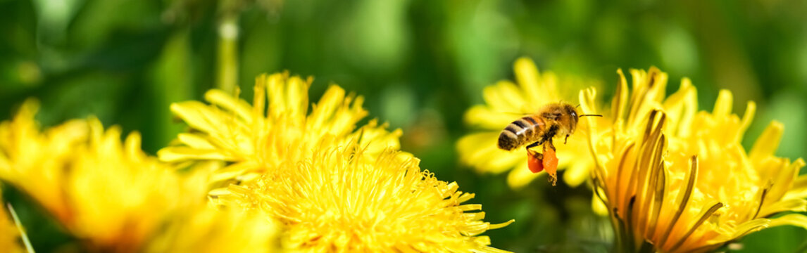 Biene sammelt Nektar auf einer L&ouml;wenzahnblume