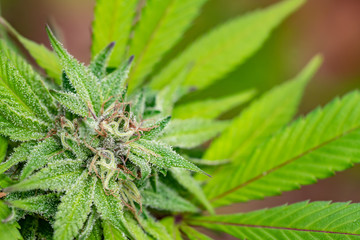 Female Cannabis flower macro landscape