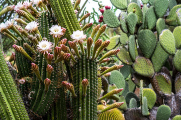 Echinopsis robinsoniana cactus in bloom with pink flowers and yellow stamens
