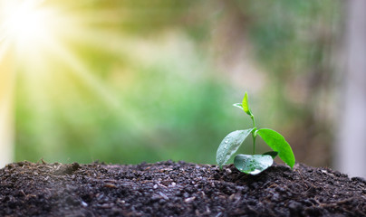 A small tree growing in the morning light, the concept of saving the world and reducing global warming.