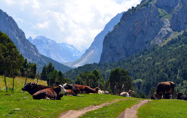 Fototapeta na wymiar Cows resting on a high pasture in Kyrgyz Ata National Park in southern Kyrgyzstan
