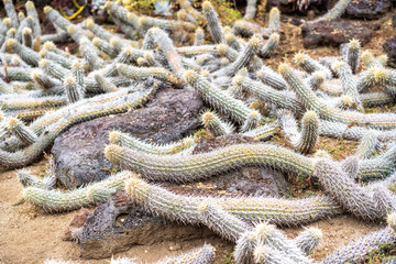 Creeping Devil cactus plant crawling over ground in Huntington Garden deserts cape