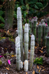 Cleistocactus strausii woolly torch tall fuzzy cactus