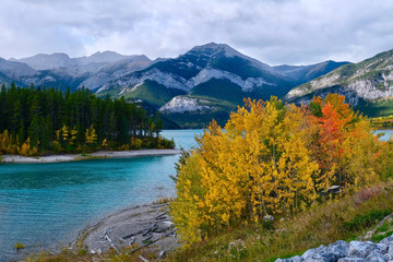 Beautiful lake surrounded by mountains and colorful yellow aspen trees in Canadian Rockies. Autumn...