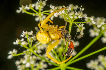 Yellow crab spider