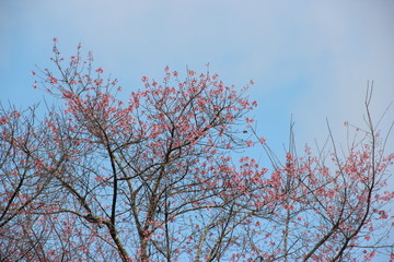 Mountains, trees, natural skies, beautiful Chiang Rai province, Ban Mae peep village in Thailand
