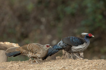 Khaleej Pheasant Male and female seen at Sattal,Uttarakhand,India