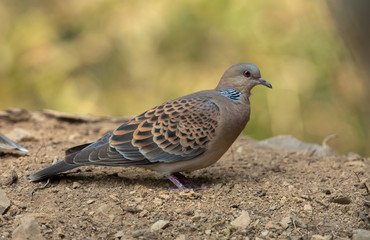 Oriental Turtle Dove seen near Sattal,Uttrakhand,India