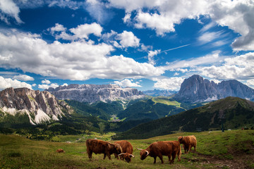 Obraz premium Highland Cows
