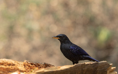 Blue Whistling Thrush seen near Sattal,Uttrakhand,India
