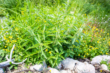 Lush Stinging Nettle plant surrounded by wildflowers