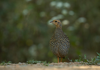 Black Francoline female Seen at Sattal.Uttarakhand,India