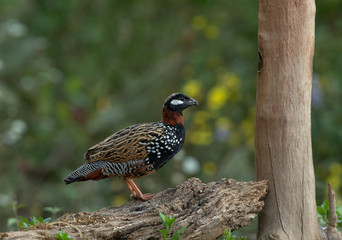 Black Francoline Male seen at Sattal,Uttarakhand,India