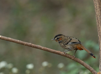 Rufous-chinned Laughingthrush Seen at Sattal.Uttarakhand,India