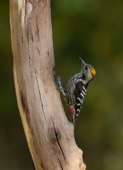 Brown Fronted Woodpecker Seen at Sattal.Uttarakhand,India
