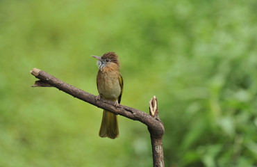 Mountain  Bulbul Seen at Sattal.Uttarakhand,India