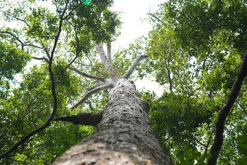Big traditional drum or 'Temple Drum' in Buddhist temple, It's made by teak wood and cow skin.