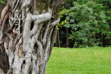 Tronco de Arvore-Pq Vaca brava Gyn-Go