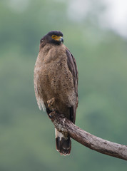Crested Serpent Eagle Seen at Sattal.Uttarakhand,India