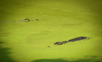 Crocodile floating in water river and waiting for the prey - Large freshwater crocodile in farm