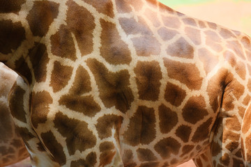 Close up of animal wildlife real giraffe skin background