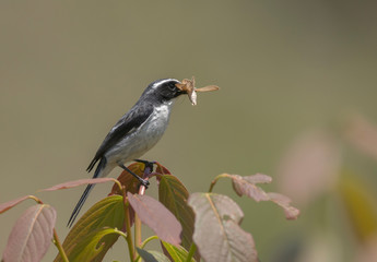 Grey Bushchat  seen at Sattal,Uttarakhand,India