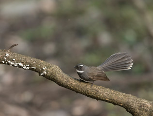 White-Browed Fantail seen at Sattal,Uttarakhand,India