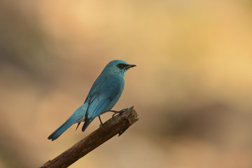 Verditer Flycatcher seen at Sattal,Uttarakhand,India