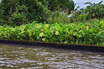 Floating Market by Bangkok Thailand, Damnoen Saduak. Views from tour boat of local sales shops, canals and vegetation landscape. Asia.