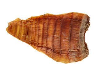 Dry young bamboo shoot on white background