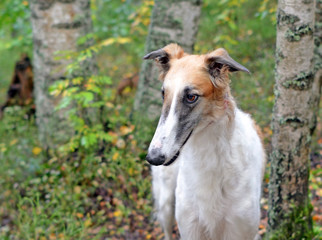 Head of dog breed borzoi or Russian wolfhound