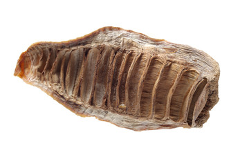 Dry young bamboo shoot on white background