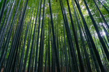 鎌倉 報国寺の竹林  / bamboo garden in Kamakura
