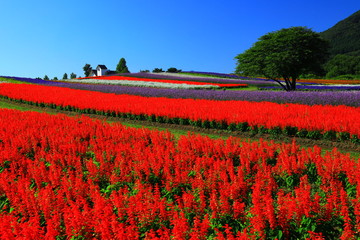宮城県　秋のやくらいガーデン