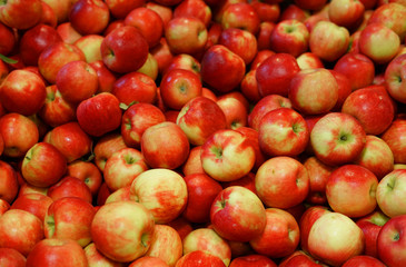 Fresh picked red apples in the harvest season