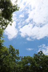 Fototapeta premium Blue sky, white clouds and green trees in hot summer.