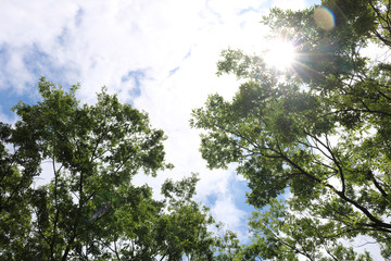 Fototapeta premium Blue sky, white clouds and green trees in hot summer.