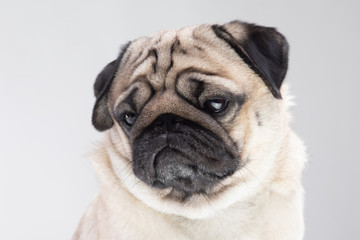 Boring dog pug breed making serious face tried and bored on grey background