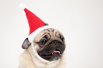 Adorable Pug wearing santa hat in christmas day ready to celebrated with owner on grey background,Christmas and New year concept